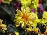 Dahlia D Yellow_1